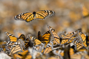 monarch flys above the rest